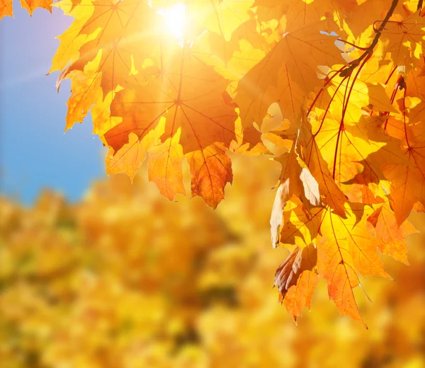 Oranje en rode Herfstbladeren — Stockfoto