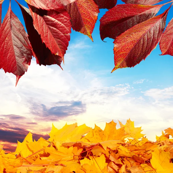 Autumn leaves and sunset sky — Stock Photo, Image