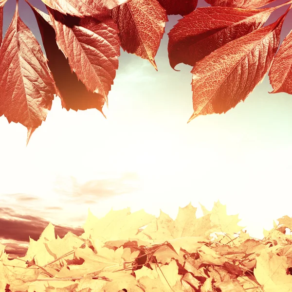 Herfst kaart met vallende bladeren — Stockfoto