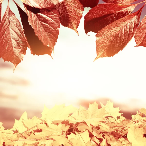 Autumn card  with falling leaves — Stock Photo, Image