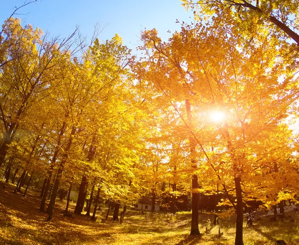 Herfst bomen in park — Stockfoto