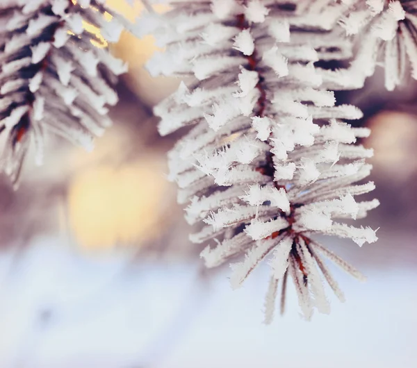 Ramos de árvore de abeto com neve — Fotografia de Stock