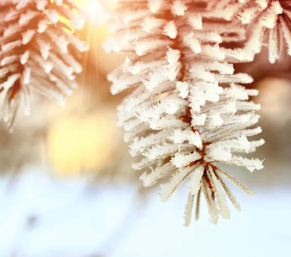 Spruce tree branches with snow — Stock Photo, Image