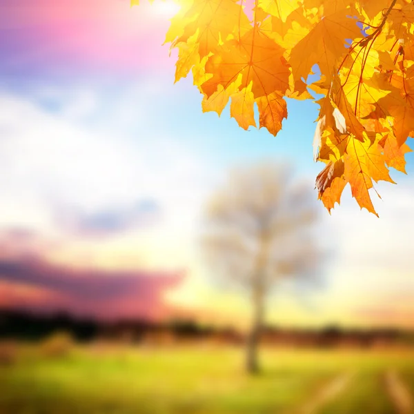 Gul lönn löv och park — Stockfoto