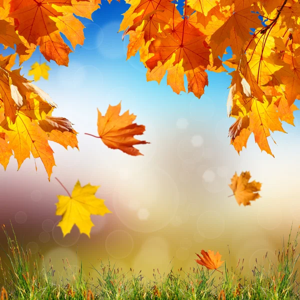秋天的叶子和青草 — 图库照片