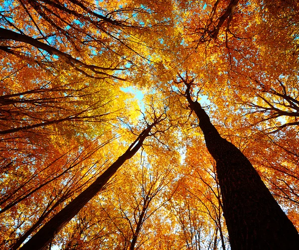 Trees with orange leaves