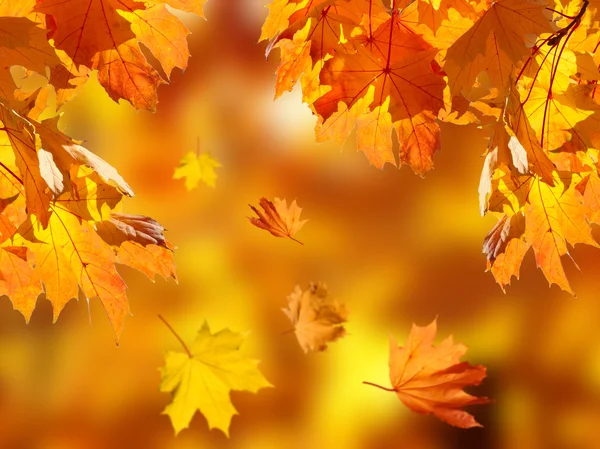 Gefallenes Laub im Herbstwald — Stockfoto