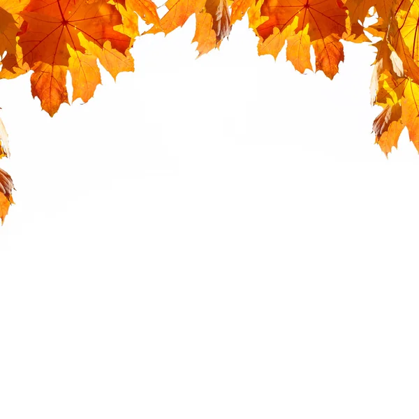 多彩的秋天树叶框架 — 图库照片