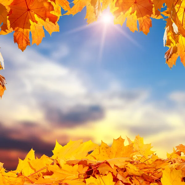 Herfst eiken bladeren — Stockfoto