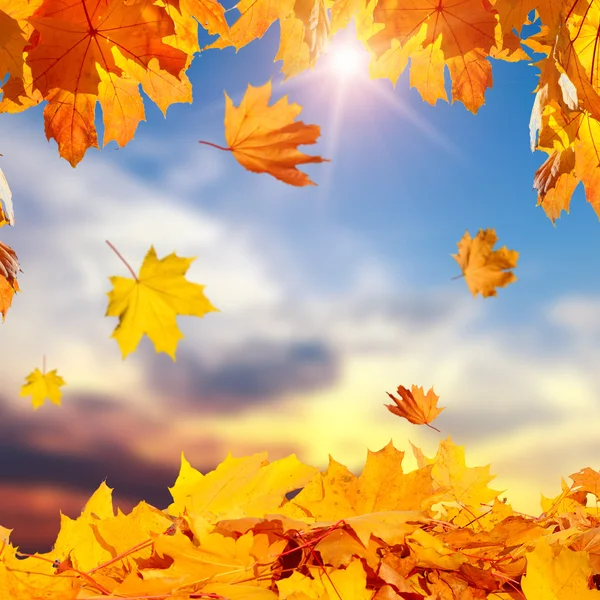 Herfst eiken bladeren — Stockfoto