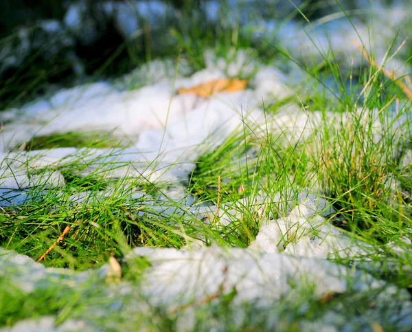 新鮮な緑の草に雪します。 — ストック写真