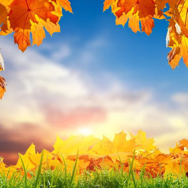 Gele esdoorn bladeren en sky — Stockfoto