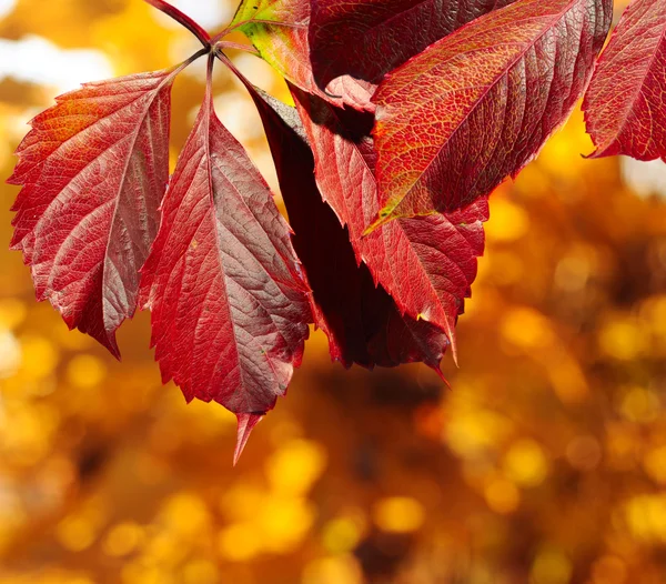 Herfst bomen en bladeren — Stockfoto