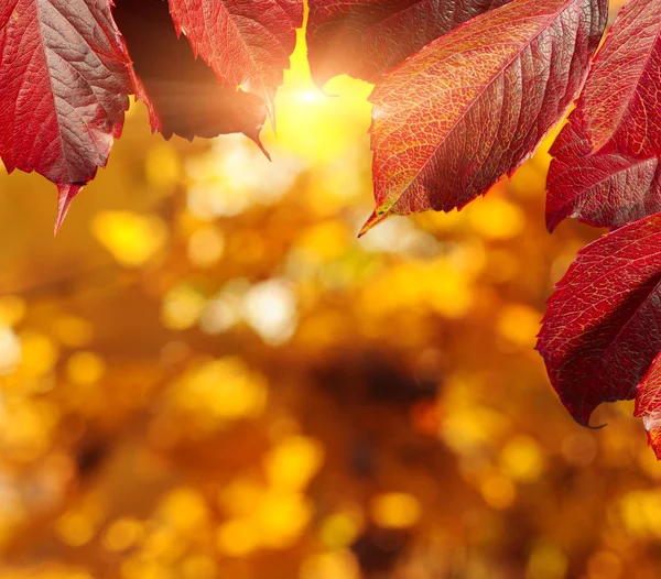 Höstträd och blad — Stockfoto