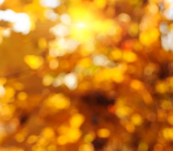 Herfst bomen en bladeren — Stockfoto