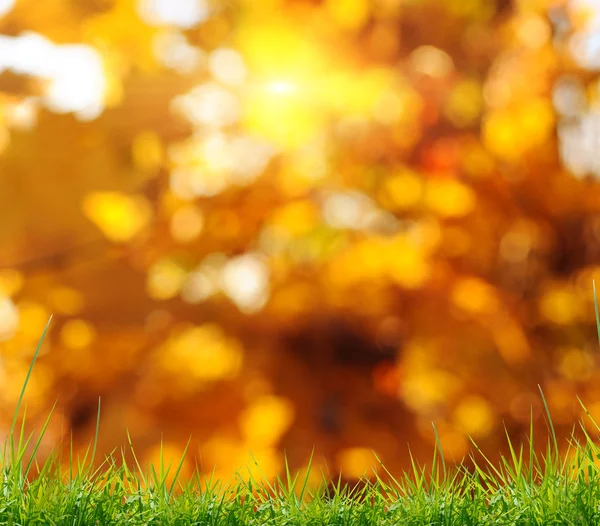 Alberi e foglie d'autunno — Foto Stock