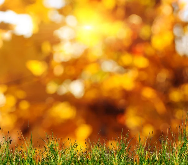 秋の木々 や葉 — ストック写真