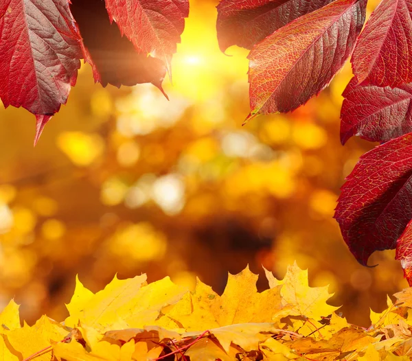 Sonbahar ağaç ve yaprak — Stok fotoğraf