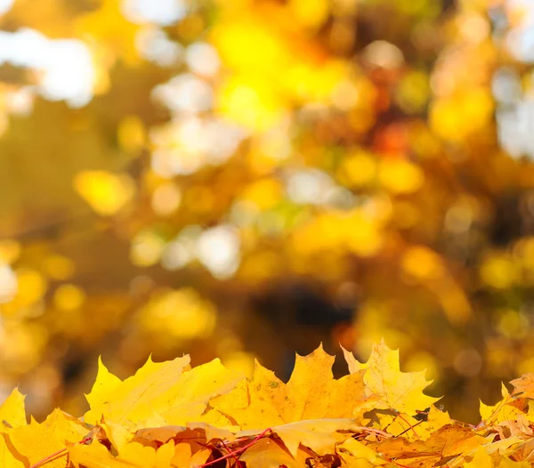 가의 나무와 잎Осінні дерева і листя — 스톡 사진