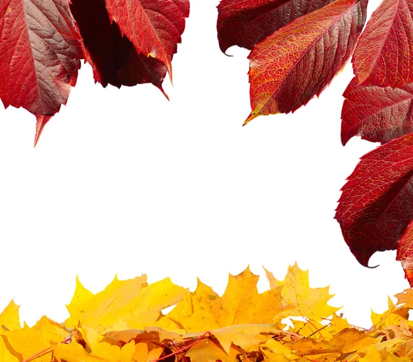 Gele en oranje herfstbladeren — Stockfoto
