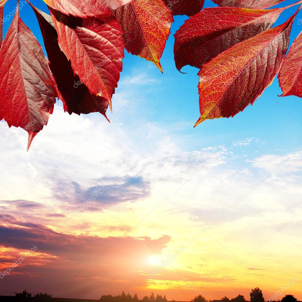 Autumn leaves and sunset sky