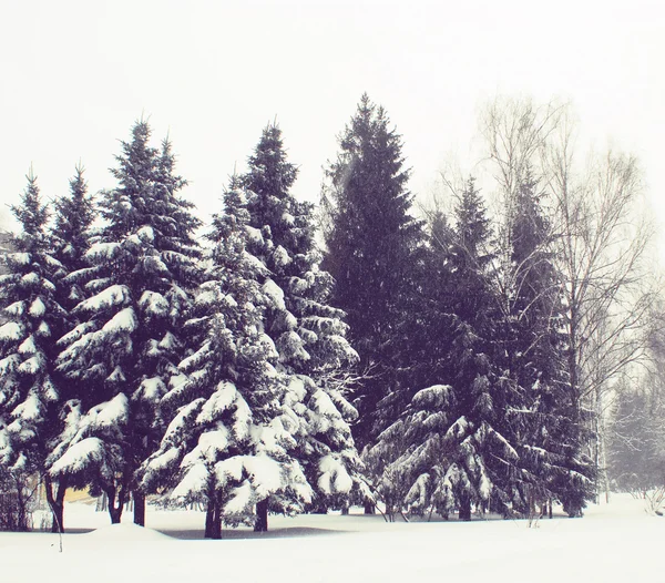 白雪覆盖的冷杉树 — 图库照片