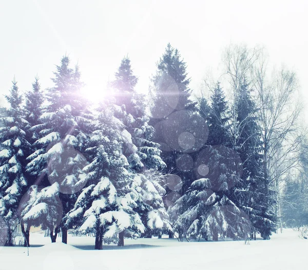 Besneeuwde dennenbomen — Stockfoto