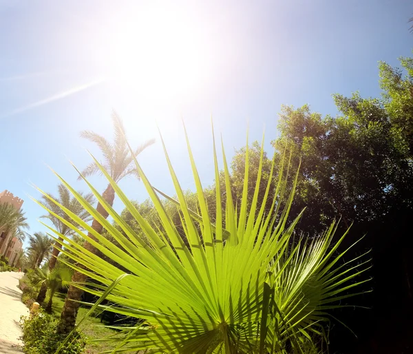 Pôr do sol sobre a praia tropical — Fotografia de Stock