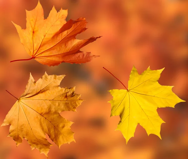 Spadané listí v podzimním lese — Stock fotografie