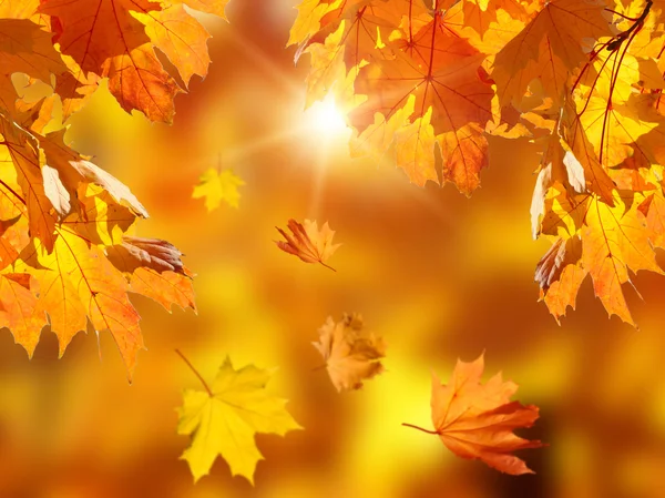 Feuilles tombées dans la forêt d'automne — Photo