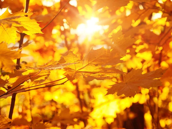秋の森の落ち葉 — ストック写真