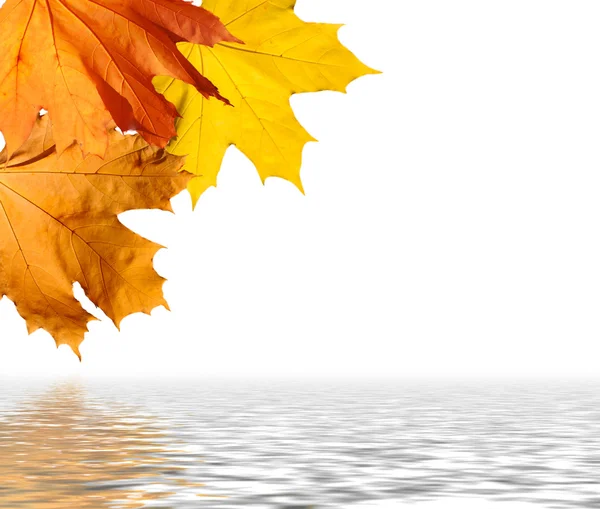 Feuilles d'automne au-dessus de l'eau Images De Stock Libres De Droits