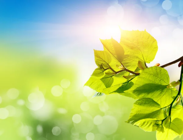 Green leaves at summer — Stock Photo, Image