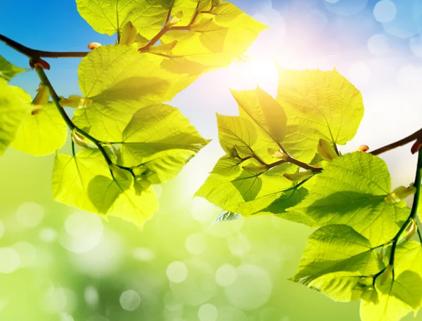 Groene bladeren in de zomer — Stockfoto