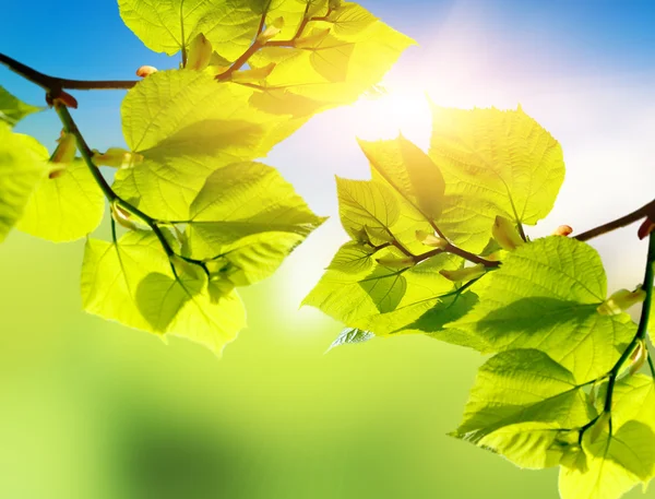 Grüne Blätter im Sommer — Stockfoto