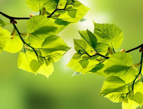 Groene bladeren in de zomer — Stockfoto