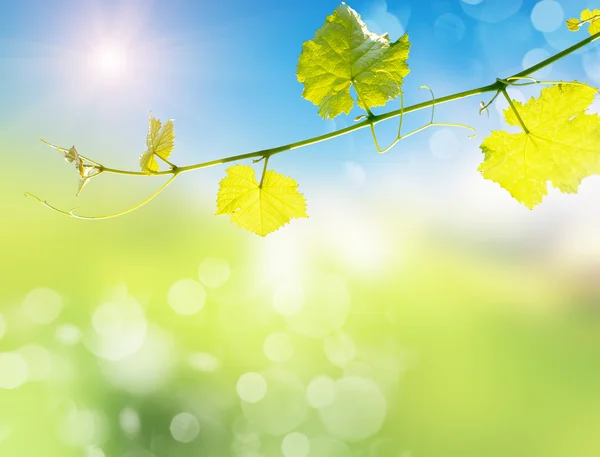 Green leaves at summer — Stock Photo, Image