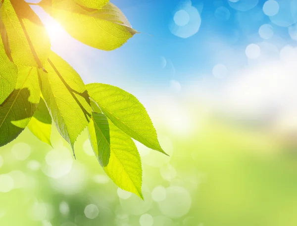 Groene bladeren in de zomer — Stockfoto