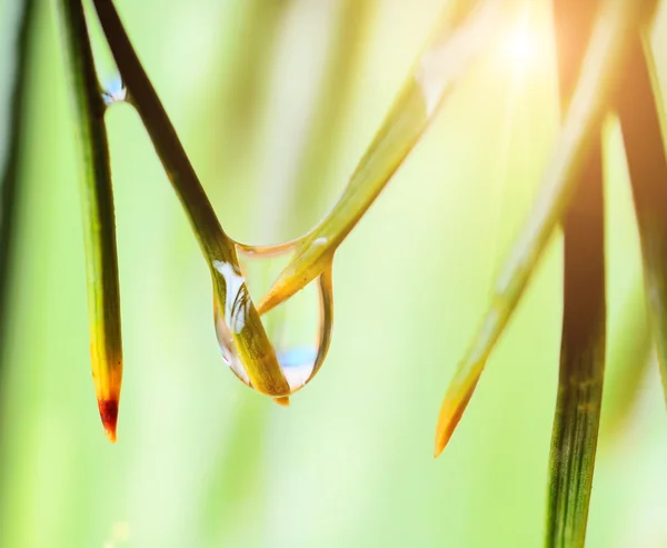 Gotas de agua sobre hierba — Foto de Stock