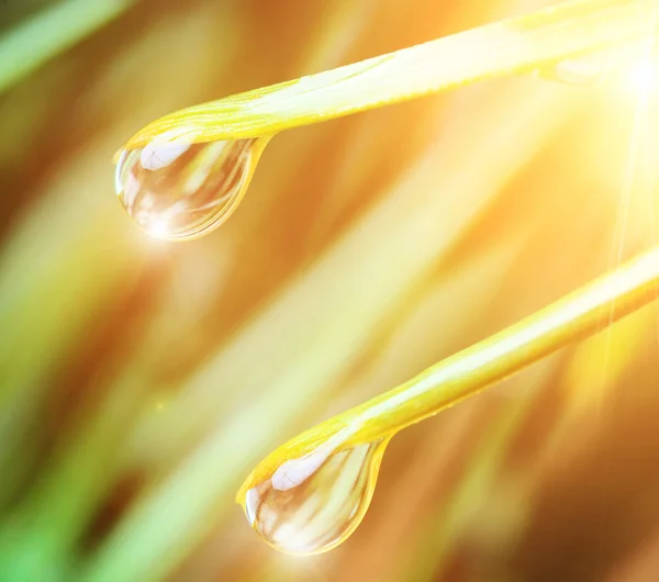 Gotas de água na grama — Fotografia de Stock