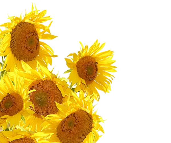 Gelbe Sonnenblumenköpfe — Stockfoto