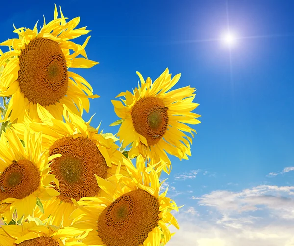 Sonnenblumen und blauer Himmel — Stockfoto