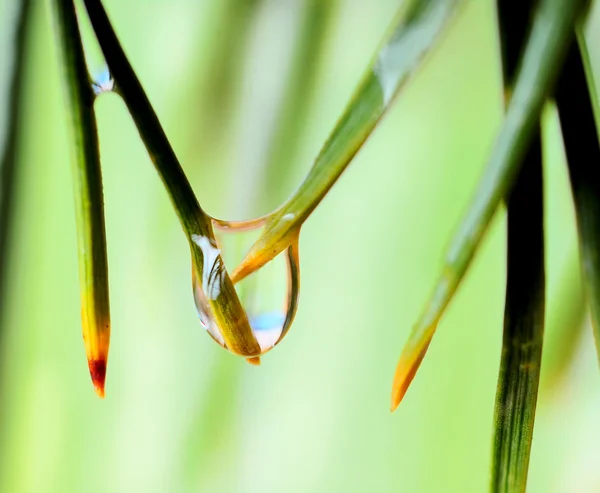 Gotas de agua sobre hierba — Foto de Stock