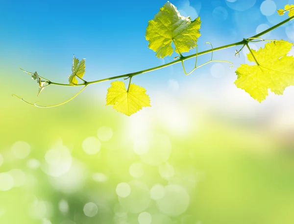 Background of green leaves — Stock Photo, Image