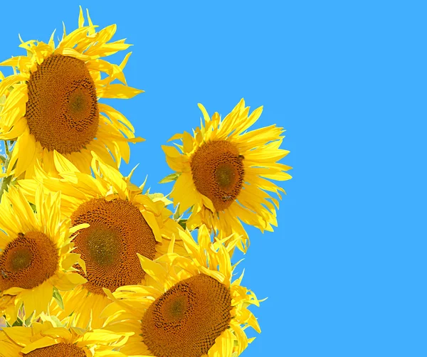 Sonnenblumen und blauer Himmel — Stockfoto