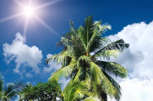 Foglie di palma sulla spiaggia tropicale — Foto Stock