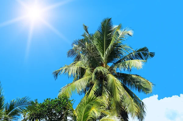 Palm lämnar över tropisk strand — Stockfoto