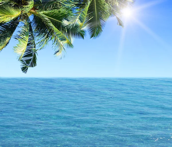 Palm leaves over tropical beach — Stock Photo, Image