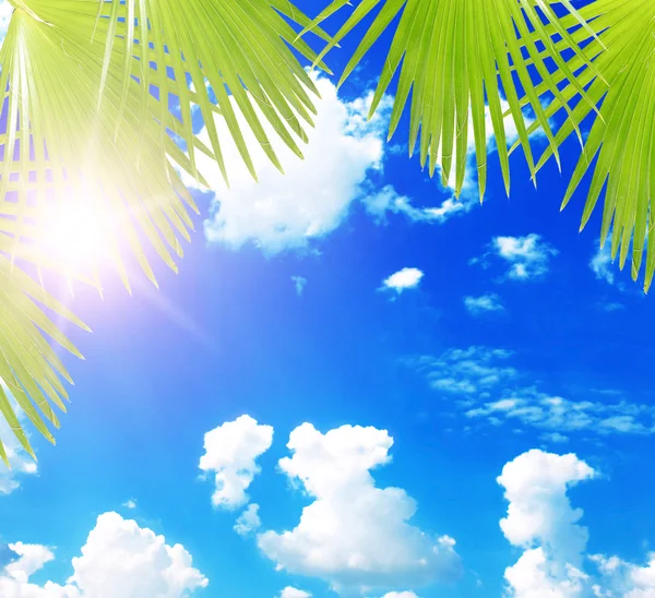 Голубое небо с кокосовой пальмой — стоковое фото