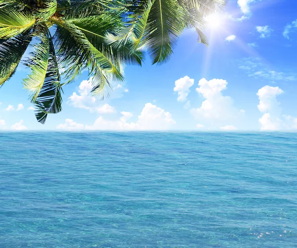 Tropik sahil boyunca palmiye yaprakları — Stok fotoğraf